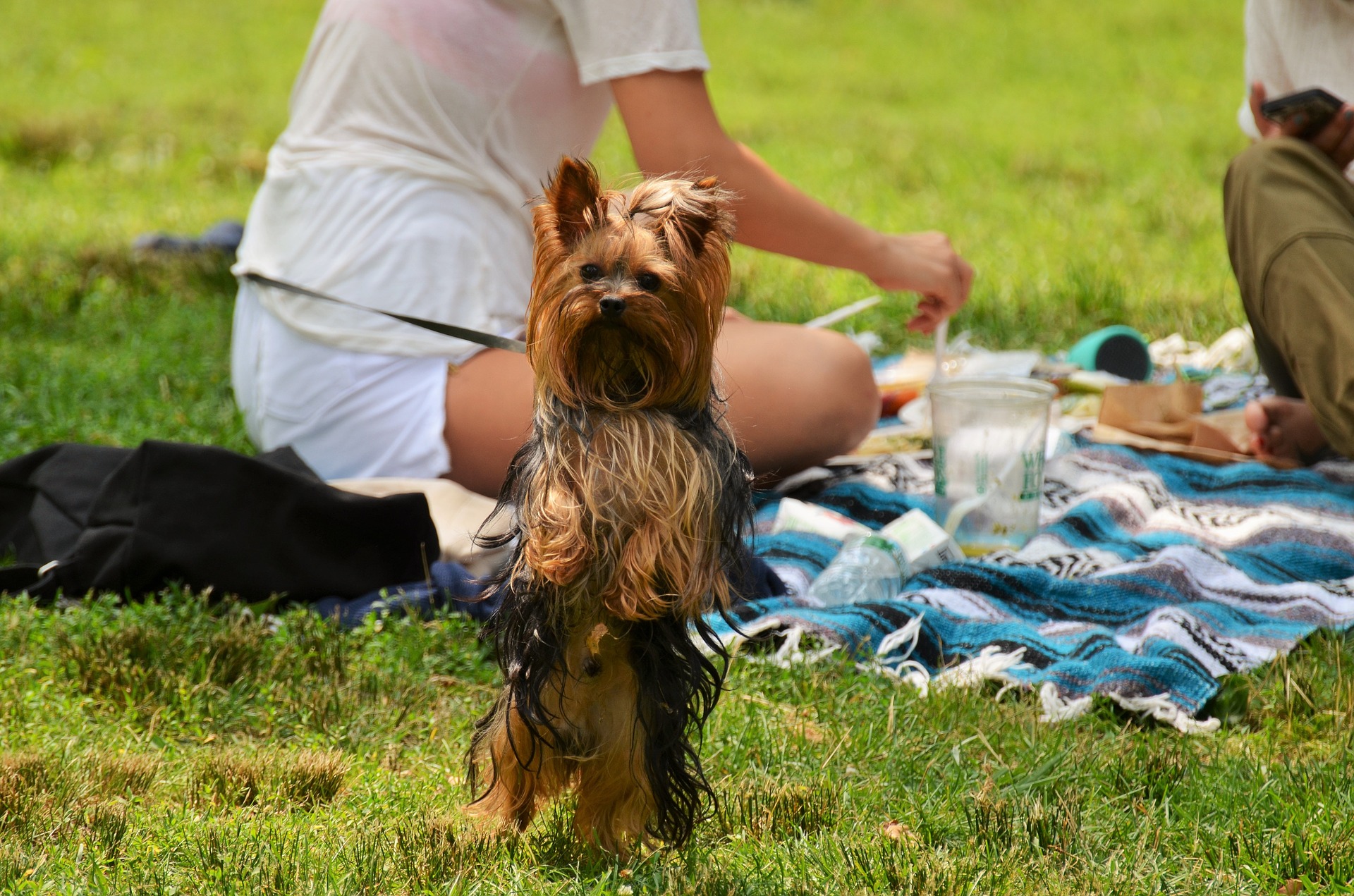 Yorkshire Terrier standing on its hind legs while person behind it on a picknic 